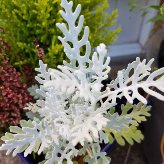 Candicans – Heirloom Dusty Miller Seeds