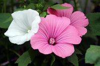 Lavatera White Pink Seeds for Planting – Organic, Heirloom, Non-GMO Flower Seeds