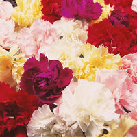 Carnation- Dwarf Fragrance Mix