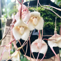 Heirloom Peach Monkey Face Orchid Seeds for Planting- Heirloom and Non-GMO Seeds for Home Garden