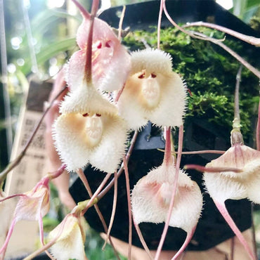 Heirloom Peach Monkey Face Orchid Seeds for Planting- Heirloom and Non-GMO Seeds for Home Garden