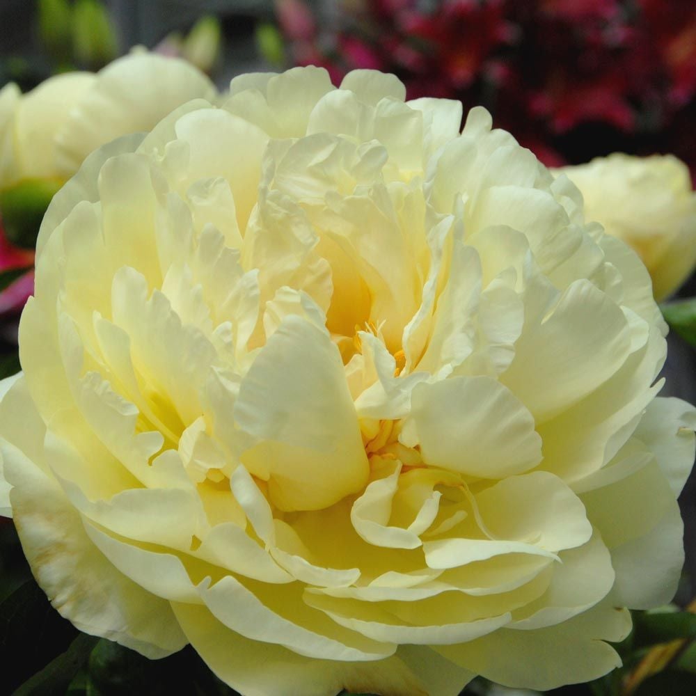 Herbaceous Peony- Lemon Chiffon