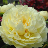 Herbaceous Peony- Lemon Chiffon