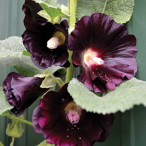 The Black Hollyhock