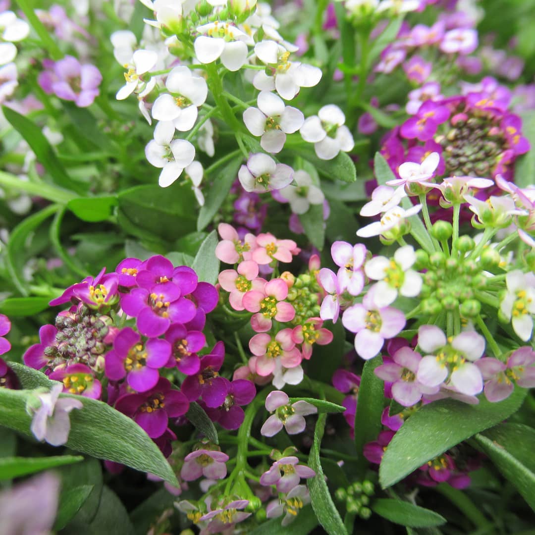 Heirloom Non-GMO Mixed Lobularia Flower Seeds for Fragrant and Colorful Garden Ground Cover Planting