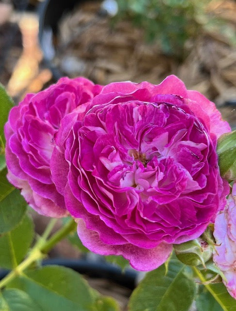 Cosmic Clouds Shrub Rose