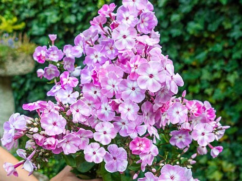 Hercules Phlox Tree