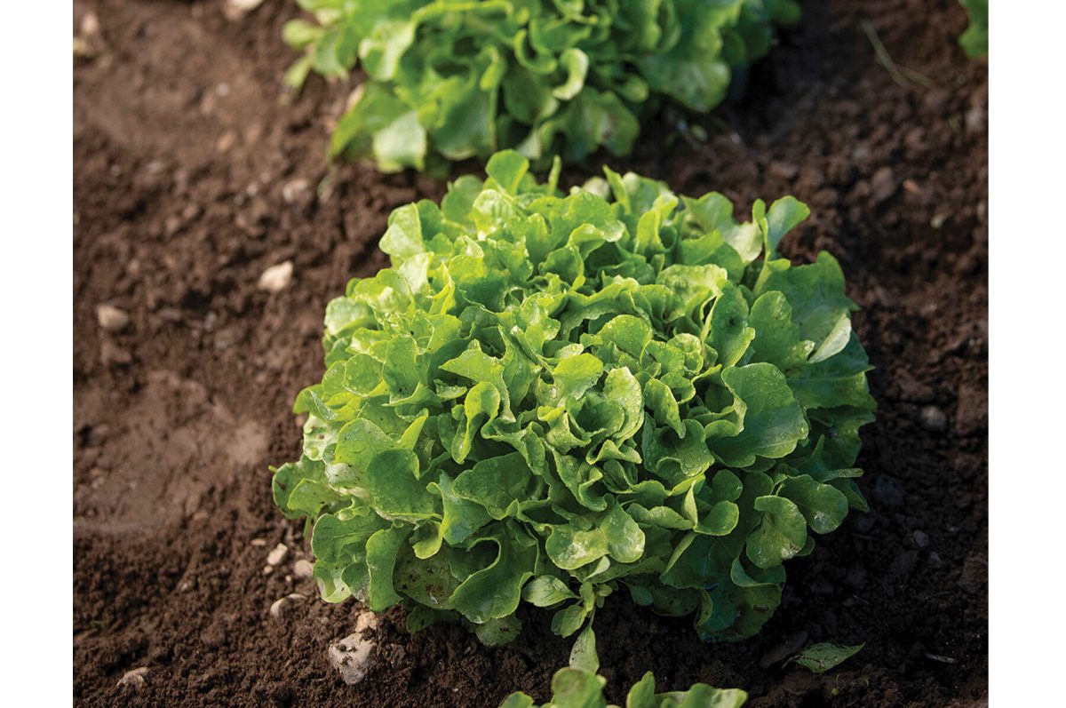 Bauer – Organic Lettuce Seed