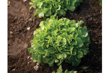 Bauer – Organic Lettuce Seed