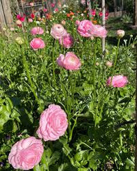 Ranunculus- Primo Pastello (Corm)