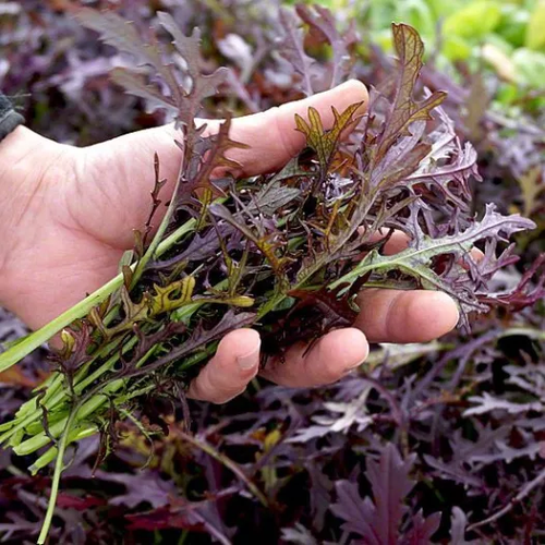 Ruby Streaks – Organic Mustard Green Seed