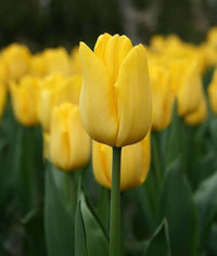 Yellow Tulip Flower Seeds for Planting – Vibrant Blooms, Heirloom, Non-GMO Seeds