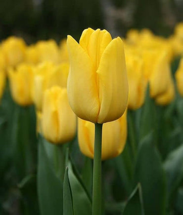 Yellow Tulip Flower Seeds for Planting – Vibrant Blooms, Heirloom, Non-GMO Seeds