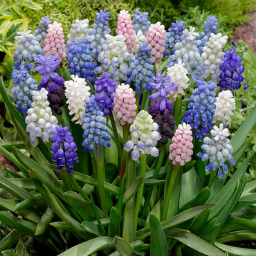 Grape Hyacinth Mixture Seeds