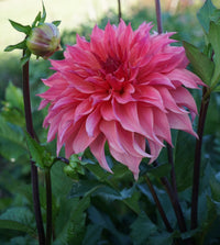Dahlia- Carlos Watermelon (Tuber)