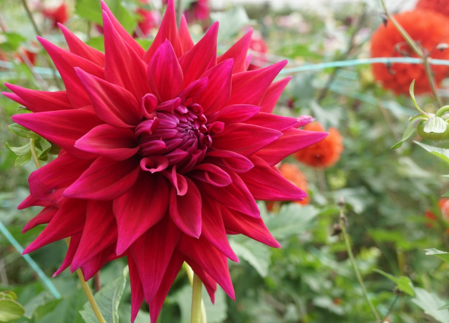 Dahlia- Winkie Bombadier (Tuber)