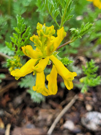 Heirloom Non-GMO Yellow Corydalis Flower Seeds for Shade-Loving Perennial Garden Planting