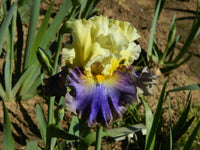 Style Traveller Bearded Iris