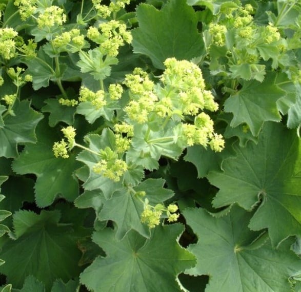 Lady's Mantle