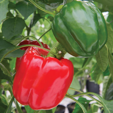 Olympus – Bell Pepper Seed