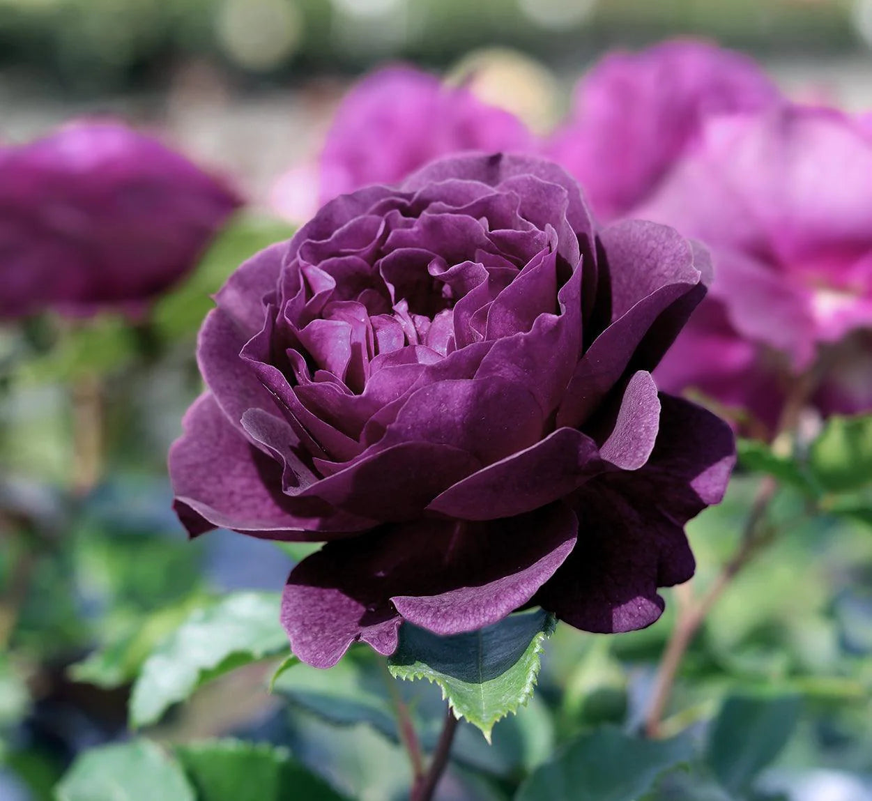 Ebb Tide Floribunda Rose