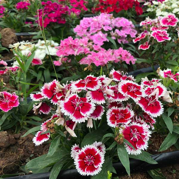 White Pink Dianthus Barbatus Flower Seeds for Planting - 100