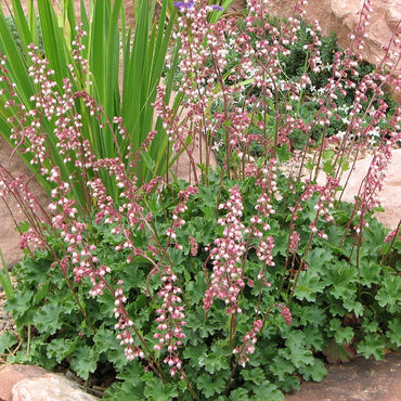 Heuchera Pulchella Flower Seeds for Planting - Heirloom, NON-GMO Seeds for Beautiful Gardens