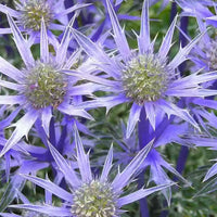 Mediterranean Sea Holly