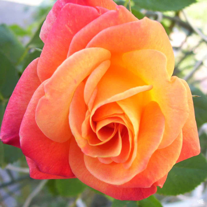Joseph's Coat Climbing Rose