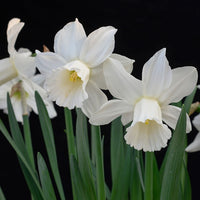 Ice Baby Daffodil Seeds