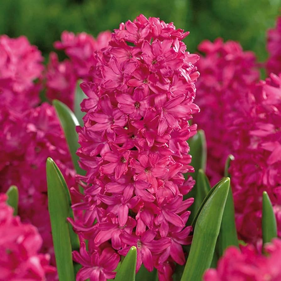 Jan Bos Fragrant Giant Hyacinth Seeds