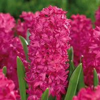 Jan Bos Fragrant Giant Hyacinth Seeds