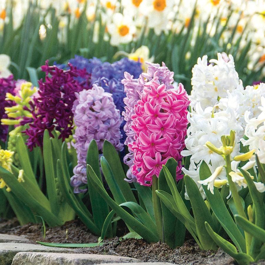 Colourful Hyacinth Collection Seeds