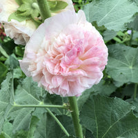 Peaches 'N Dreams Double Hollyhock