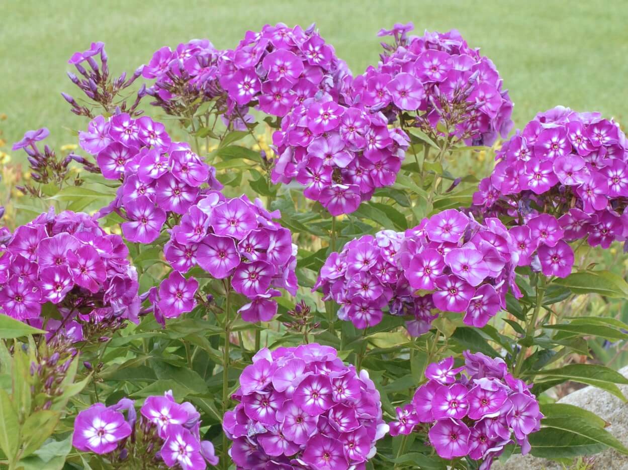Goliath Phlox Tree