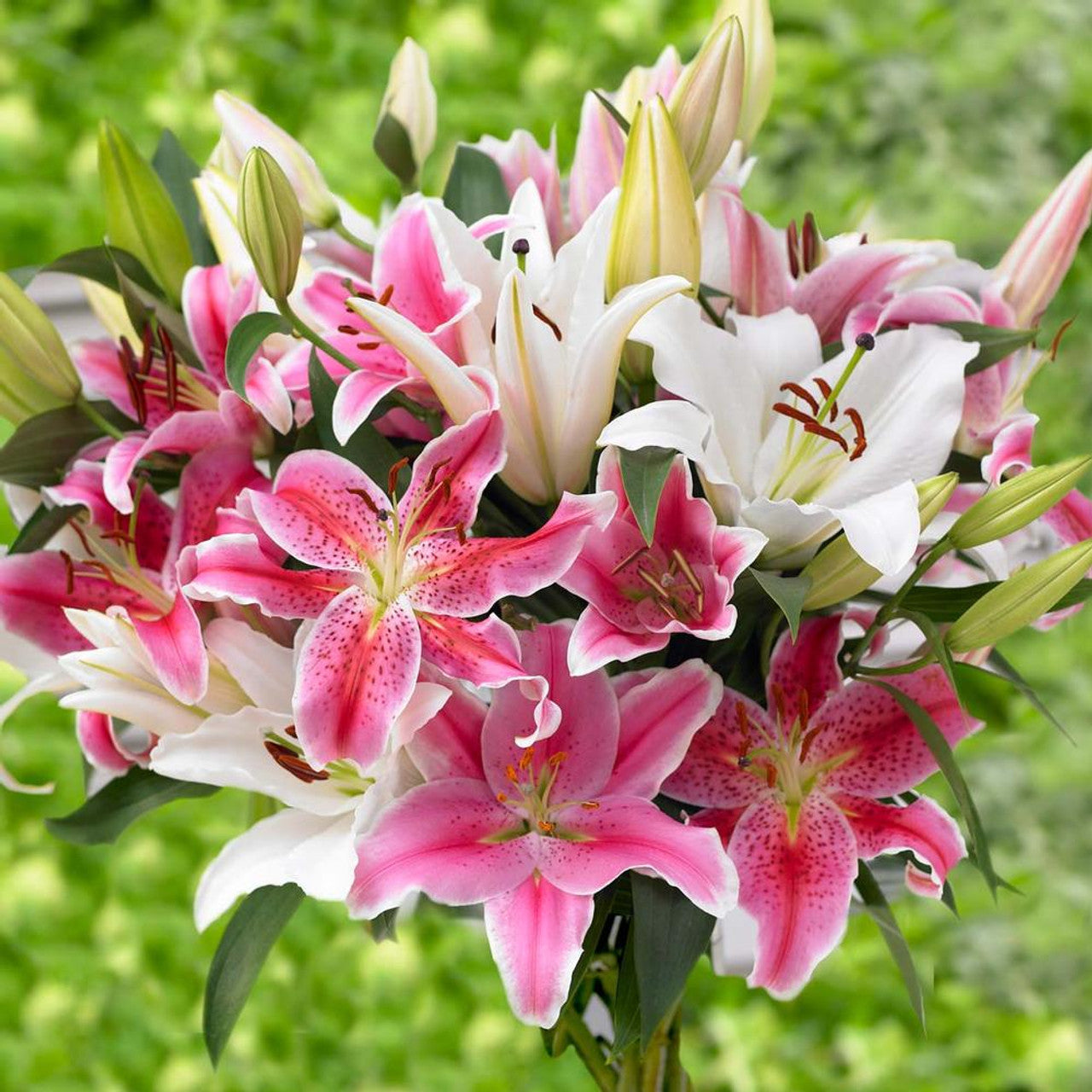 Oriental Lily Collection Seeds