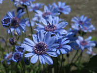 Heavenly Blue Daisy
