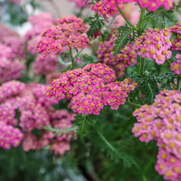 Heirloom Pink Yarrow Flower Seeds for Planting, Non-GMO, Vibrant Color Blooms
