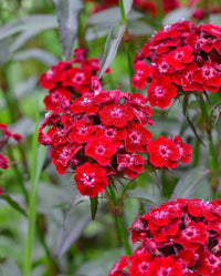 Sweet William- Scarlet Beauty
