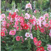 Double Hollyhock Mixture