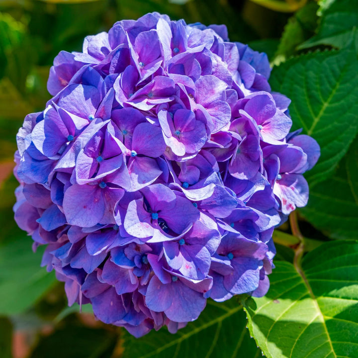 Heirloom Violet Hydrangea Flower Seeds, Non-GMO Garden Blooms for Planting