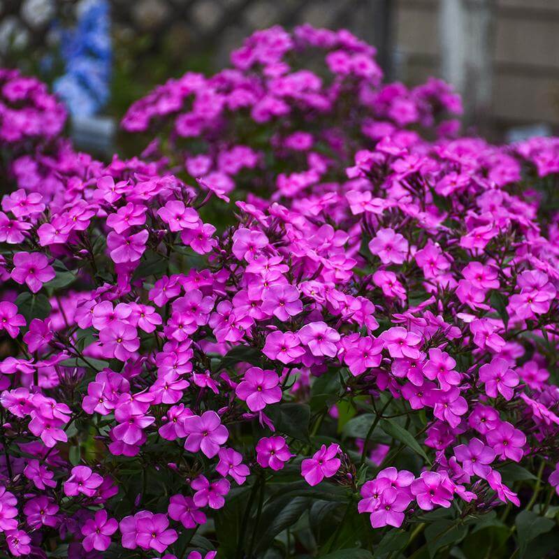 Cloudburst Phlox