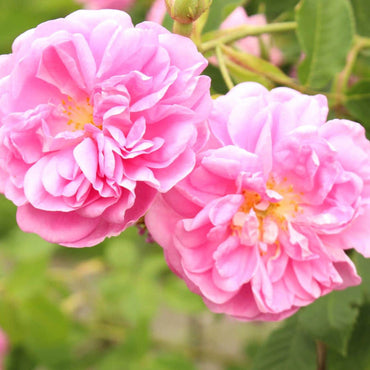 Rosa Damascena Seeds for Planting – Organic, Heirloom, Non-GMO Aromatic Flower Seeds