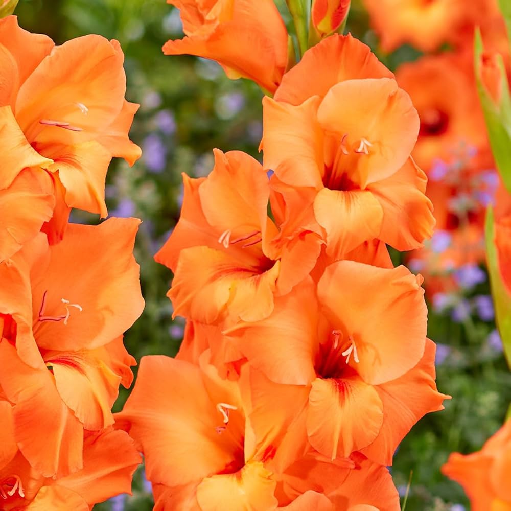 Gladiolus- Orange Sun