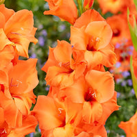 Gladiolus- Orange Sun
