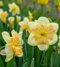 Peachy Dream Daffodil Seeds