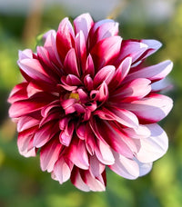 Dahlia- Raspberry Cream (Tuber)