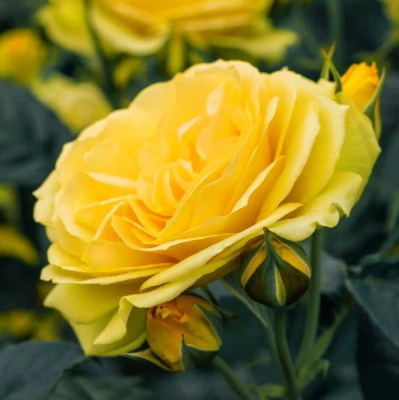 Doris Day Floribunda Rose