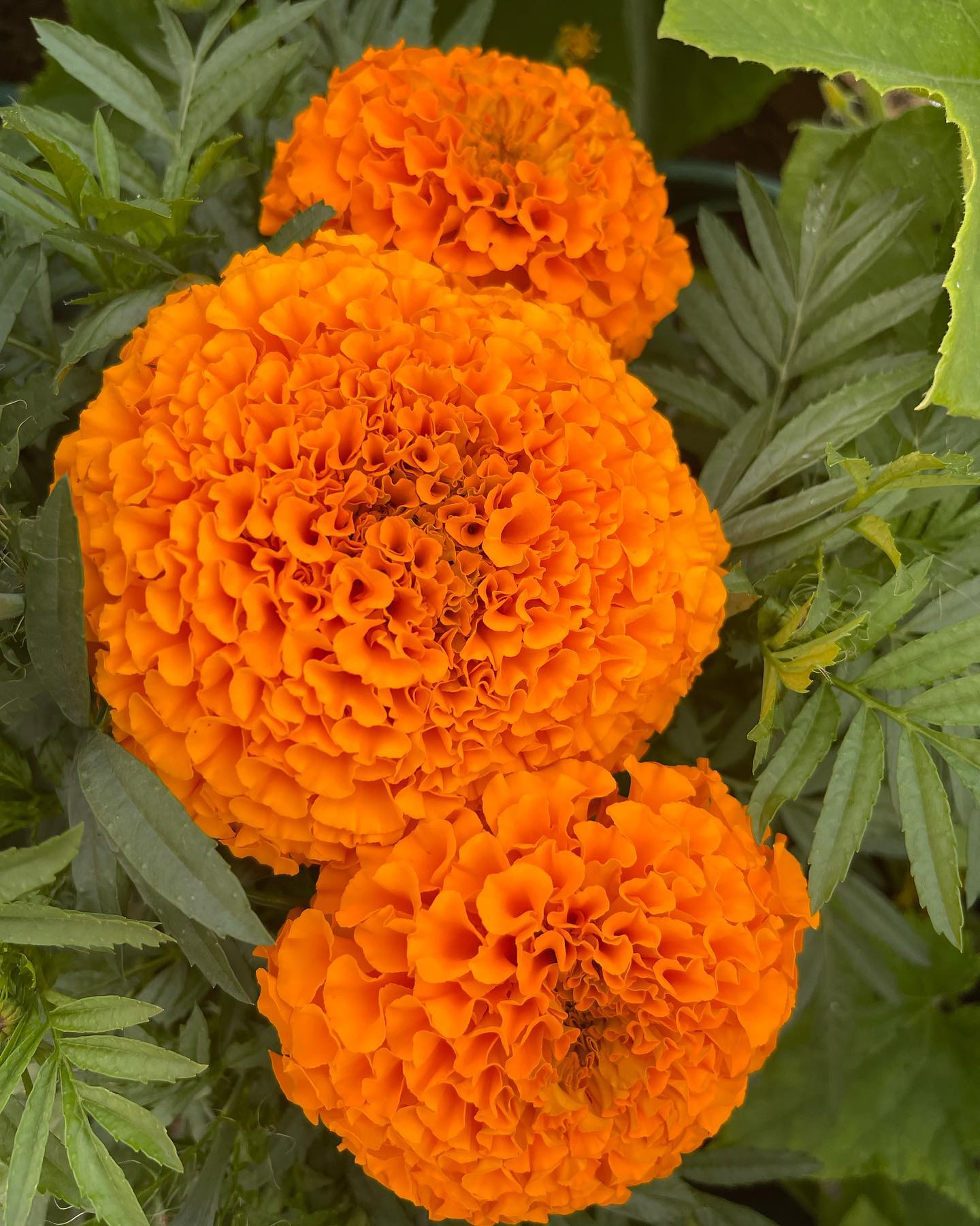 Marigold, African- Crackerjack