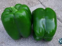 Ninja – Bell Pepper Seed